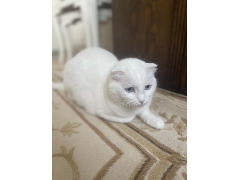2 yaşında kısır dişi scottish fold yavrum