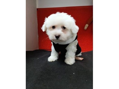 Kar beyaz maltese terrıer bebekler