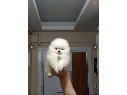 Sevimli hayalet casper 2,5 aylık