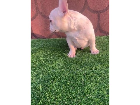 Cream french bulldog