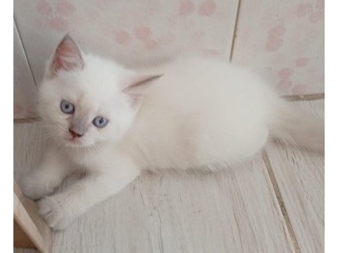 Dişi erkek yavrular kedimiz