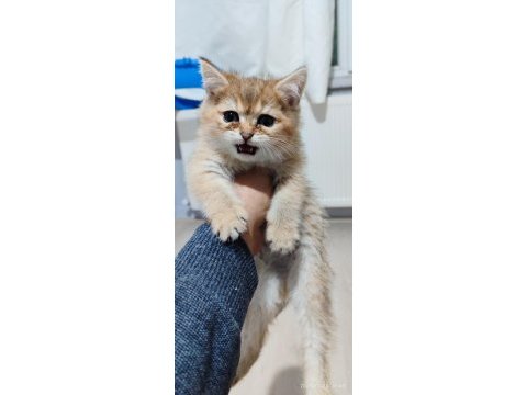 Golden 2 aylık british longhair dişi yavrular