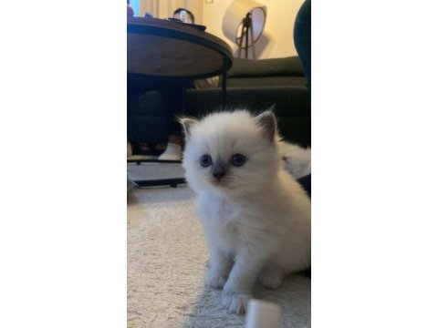 İzmir 5 haftalık ragdoll yavrularımız