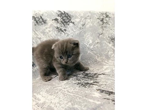 Scottish fold kedilerim rezerveye açıktır