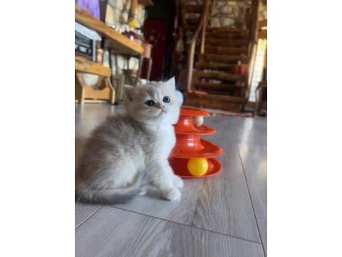 Saf kan golden british shorthair yavrular (wcf kayıtlı)