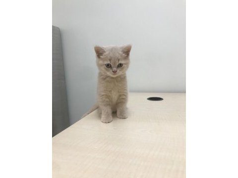 2 aylık british shorthair yavrum tarçına yuva arıyoruz