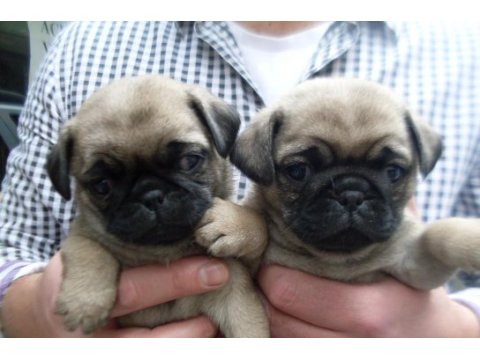 Mükemmel pug mops yavrularımız