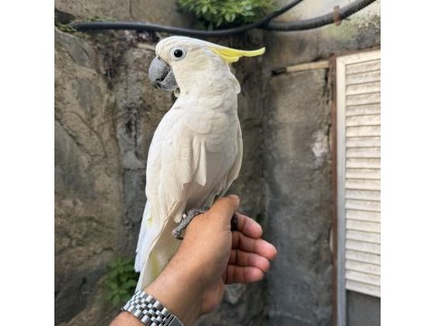 Evcil sülfür kakadu