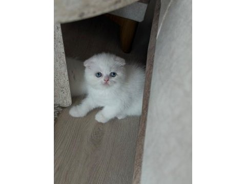 Scottish fold güzellikler hazır