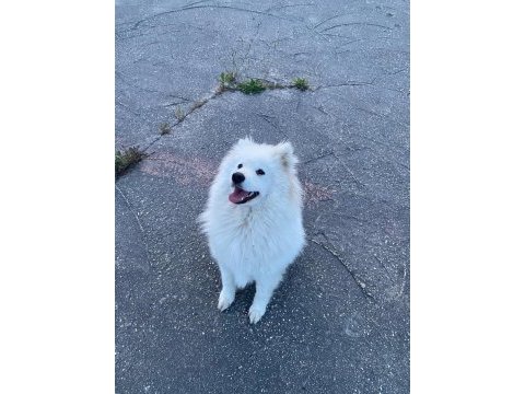 Loya’ya güzel bakıcak aile arıyoruz samoyed
