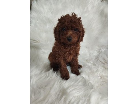 Toy poodle brown cana yakın