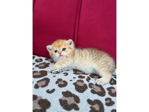 Safkan british shorthair golden bebekler