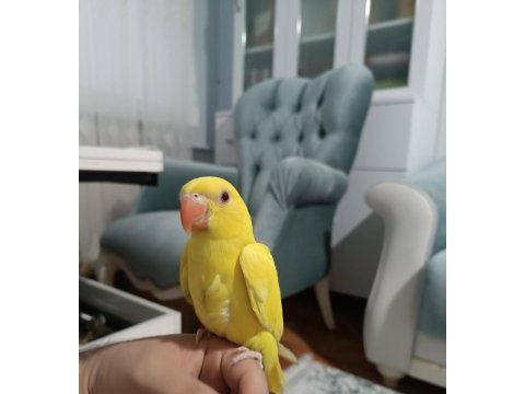 Acil pakistan papağanı böylesi yok