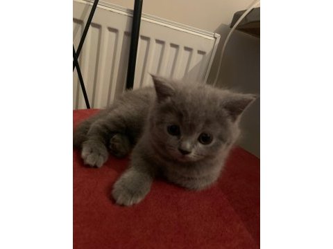 2 aylık britsh shorthair