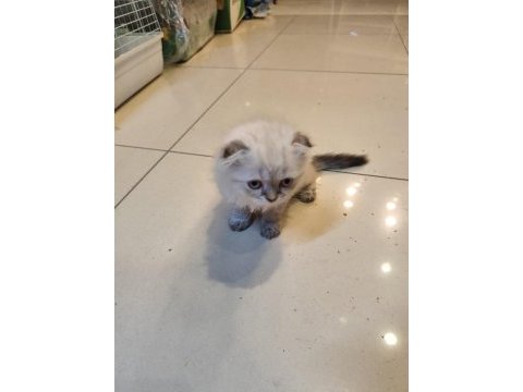 Scottish fold dişi kedimiz