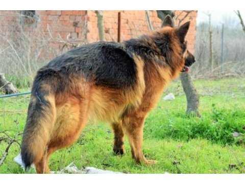 A şecereli alman kurdu yavruları