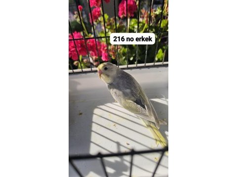 Son 10 adet yavru muhabbet kuşu açıklamayı okuyun
