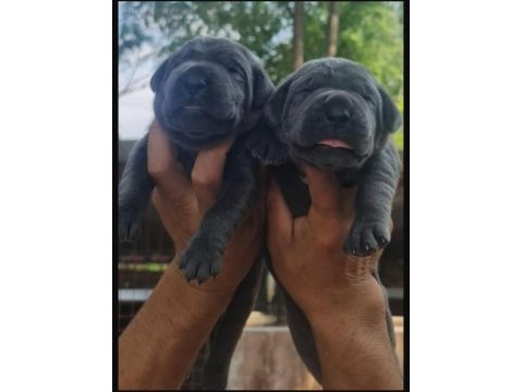Cane corso 2 aylık köpekler
