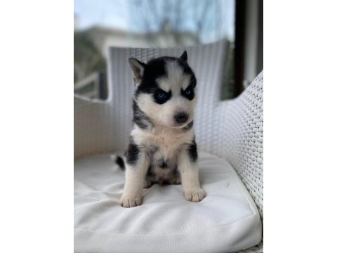 Orijinal veteriner kontrollü husky yavrularım