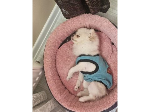 Pomeranian dişi köpeğimiz