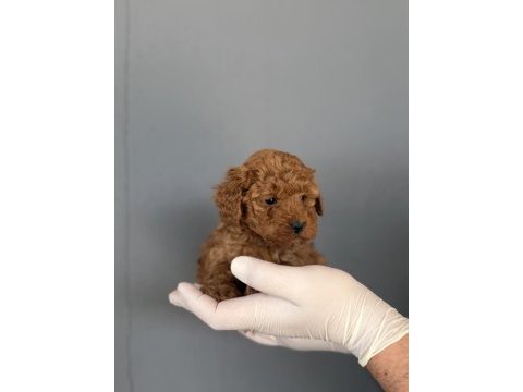 Poodle yavrularımız
