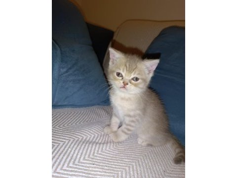 2 aylık british shorthair yavru kediler