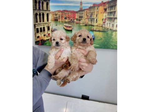 Mükemmel kalite maltipoo yavrular