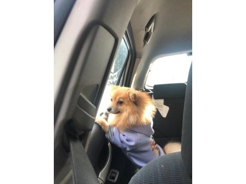 Sevgi dolu dişi pomeranian