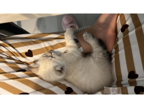 Tuvalet eğitimli british shorthair