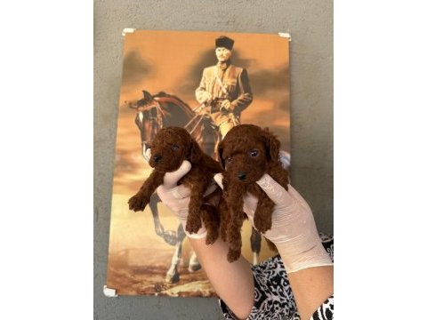 Toy poodle yavrularımız büyüdü