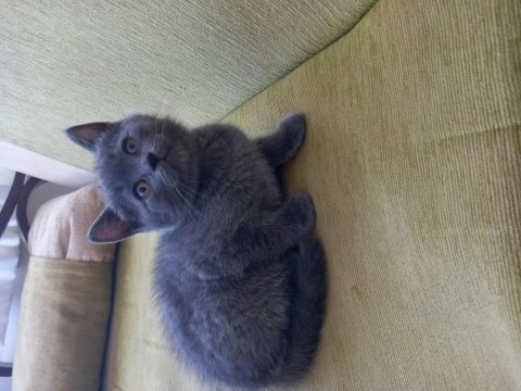 2.5 aylık british shorthair