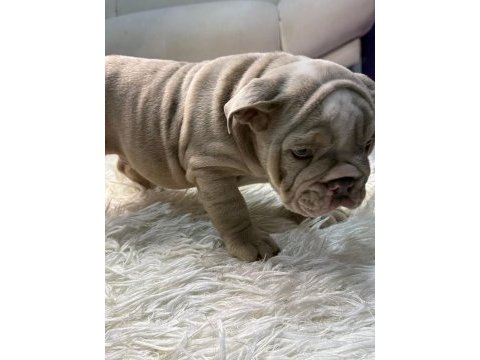 Exotic ingiliz bulldog yavrularımız
