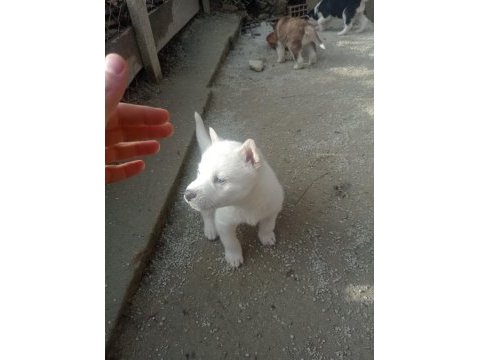2 aylık husky yavrumuz yeni yuvasını bekliyor