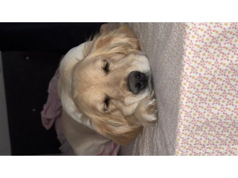 Ücretsiz golden retriever yuva arıyoruz