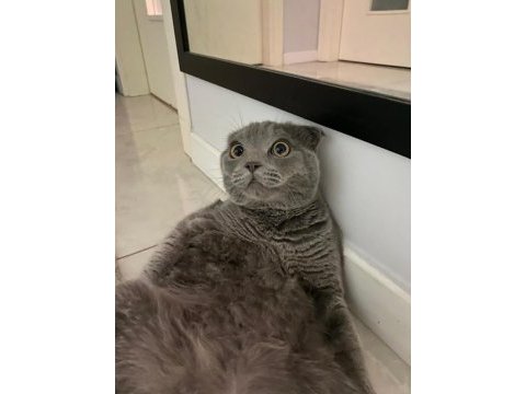 7 aylık erkek british shorthair kedimiz
