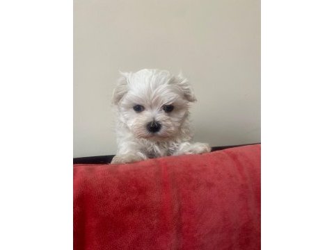 Irkının en mükemmeli maltese terrier yavrularımız