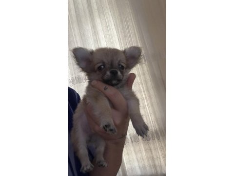 3.5 aylık chihuahua yavrular tarsus