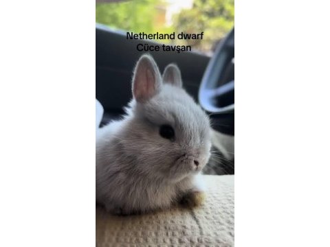 Orginal angora tavşanı