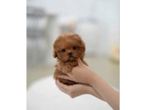 Kore teacup maltipoo yeni yavrularımız