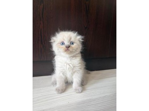 Scottish fold yavrularımız