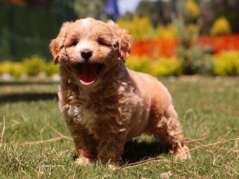 Leo sizi bekliyor maltipoo
