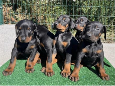 Irk garantili doberman yavrular