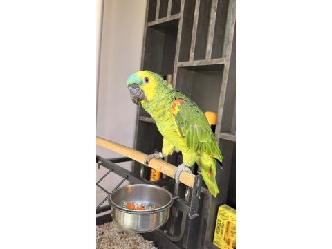 Ele alışkın uysal amazon papağanı rio