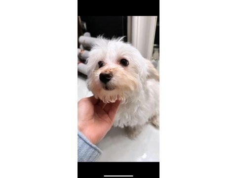 Maltese terrier 5 aylık erkek