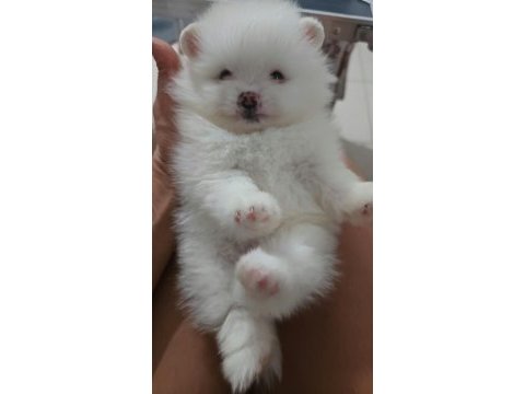 Pomeranian boo bebekler