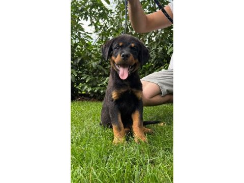 Rottweiler bebekler