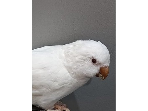 Albino kırmızı göz monk papağanı