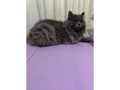 Tüm aşıları ve cipli british shorthair