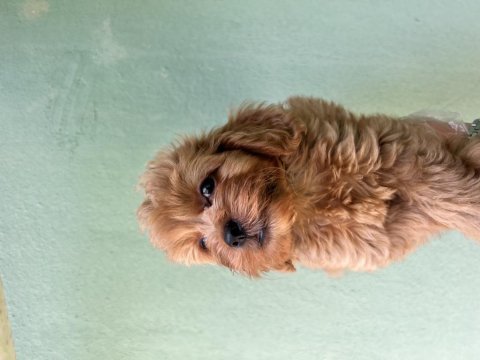 Maltipoo a kaliye yavrular tüm illere gönderim