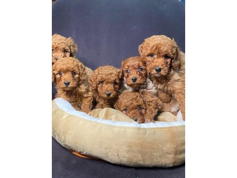 Burkem den poodle